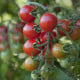 BIO Rajče koktejlové Primavera - Solanum lycopersicum - bio osivo rajčat - 7 ks
