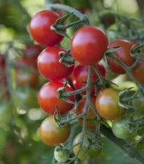 BIO Rajče koktejlové Primavera - Solanum lycopersicum - bio osivo rajčat - 7 ks