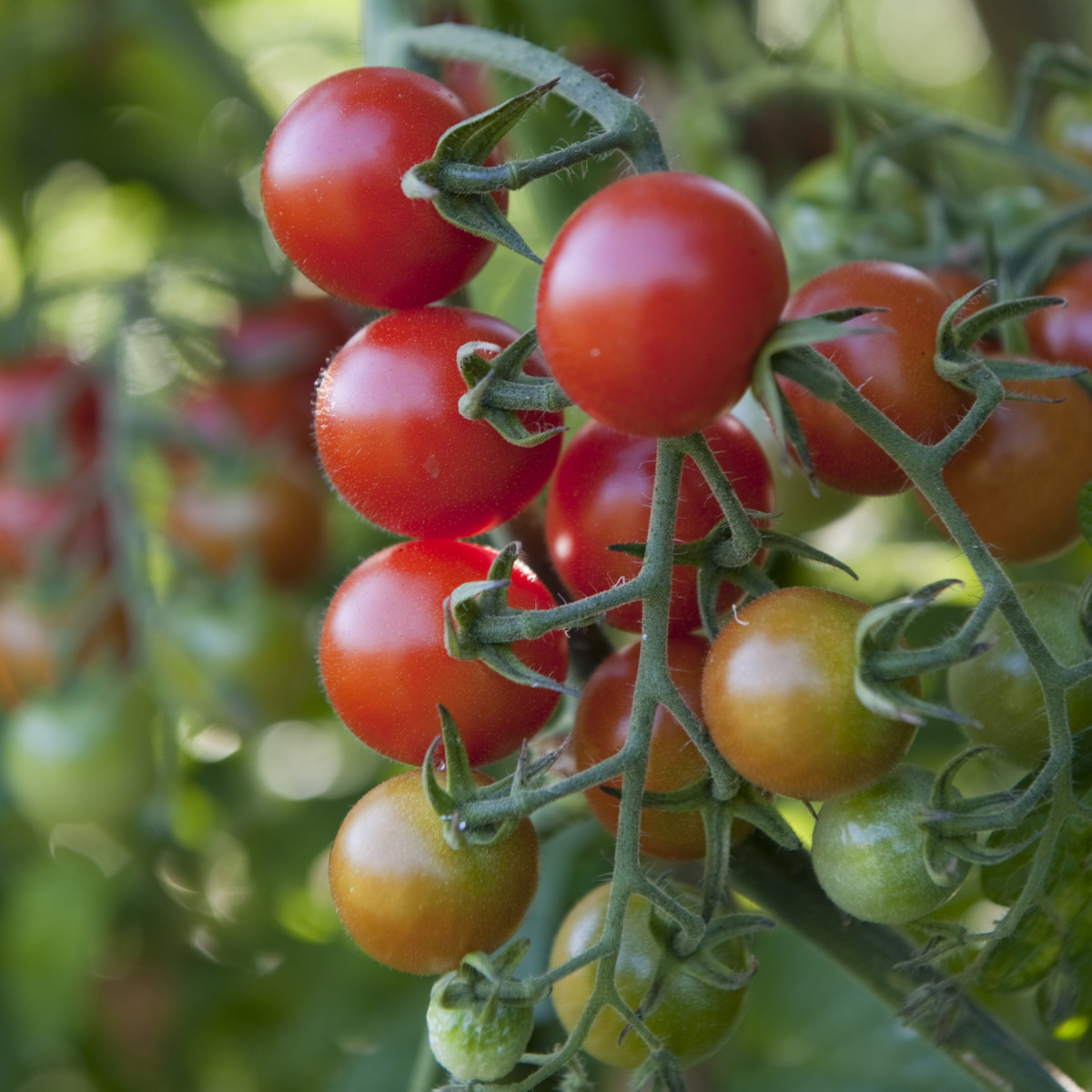 BIO Rajče koktejlové Primavera - Solanum lycopersicum - bio osivo rajčat - 7 ks