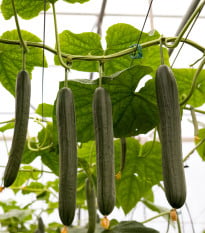 Okurka salátová Superstar F1 - Cucumis sativus - osivo okurky - 10 ks