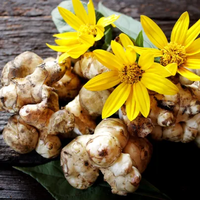 Topinambur červený Violet de rennes - Helianthus tuberosus - prostokořenná sazenice topinamburu - 1 ks