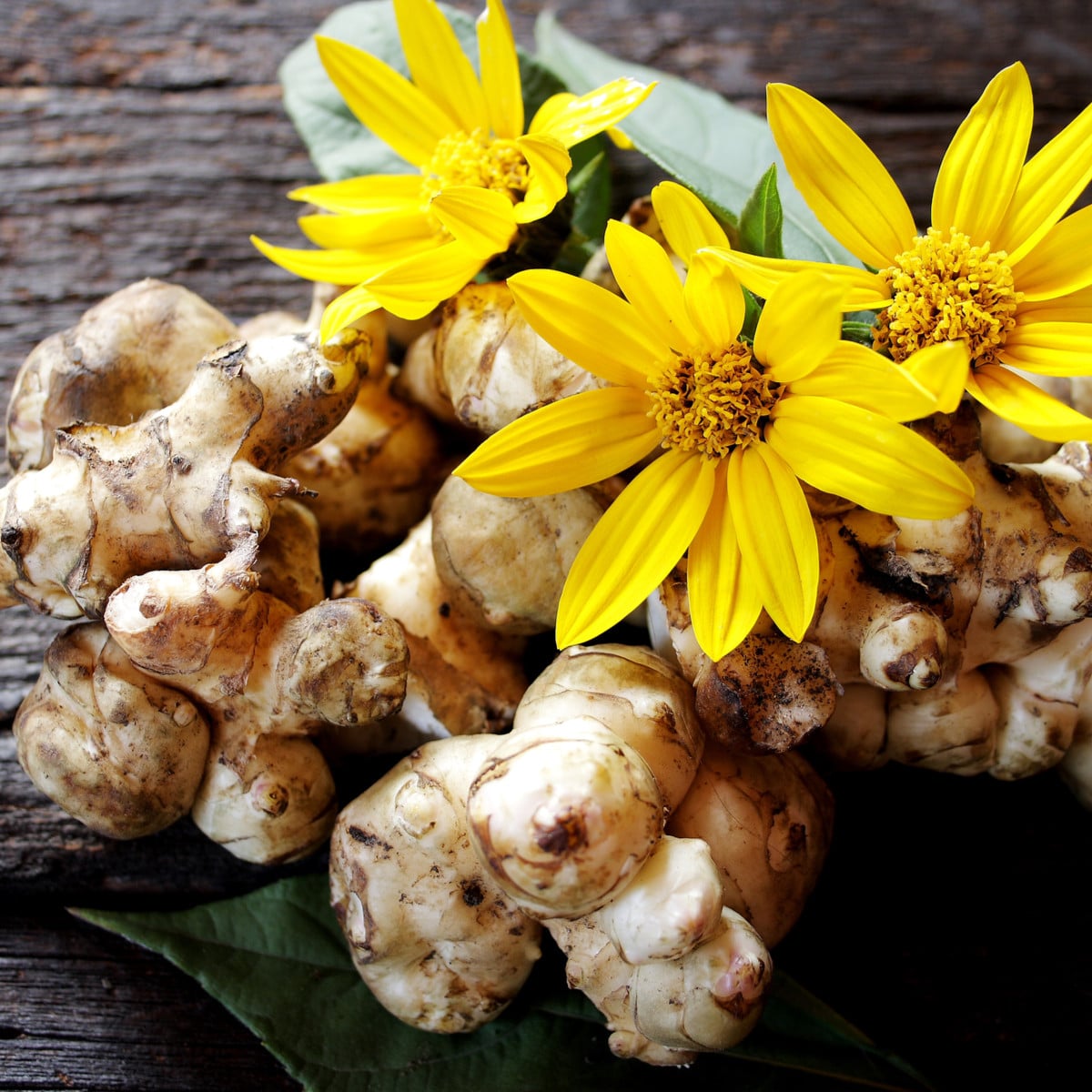 Topinambur červený Violet de rennes - Helianthus tuberosus - prostokořenná sazenice topinamburu - 1 ks