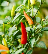 Chili Prairie Fire - Capsicum annuum - osivo chilli - 6 ks