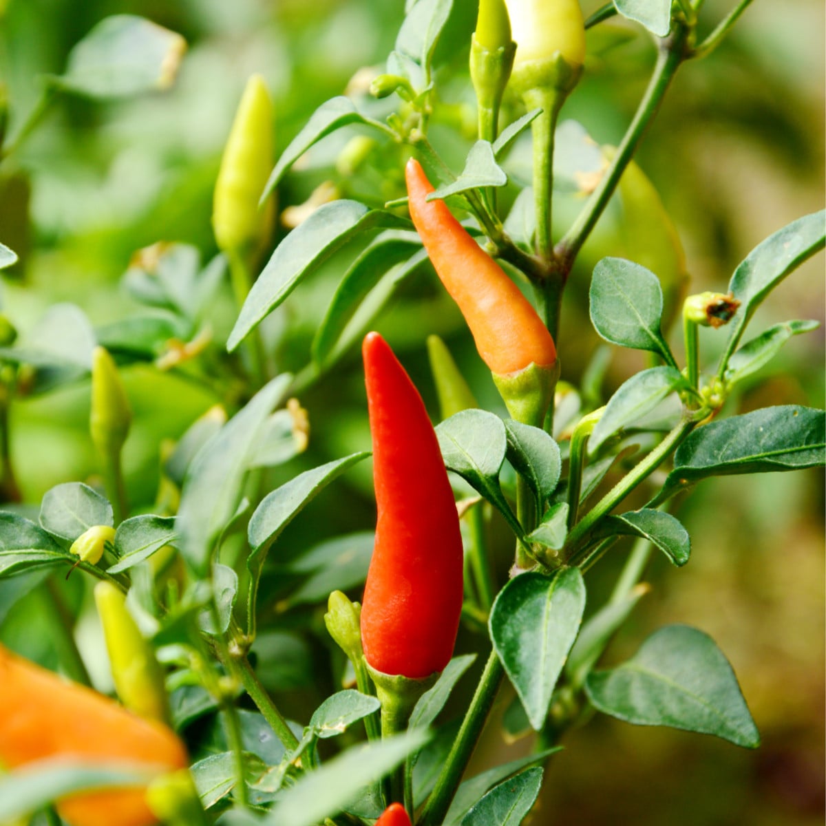 Chili Prairie Fire - Capsicum annuum - osivo chilli - 6 ks