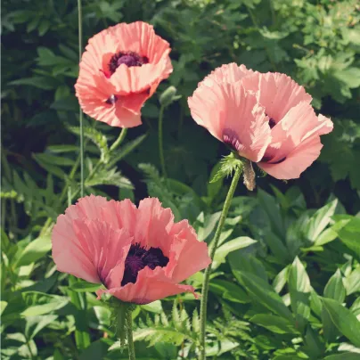 Mák východní Raspberry Queen - Papaver orientalis - prostokořenná sazenice máku - 1 ks