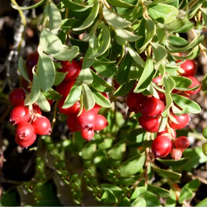 Brusinka červená - Klikva - Vaccinium oxycoccus - sazenice brusnice - 1 ks