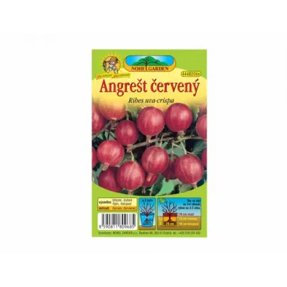 Angrešt červený - Ribes uva-crispa - prostokořenná sazenice angreštu - 1 ks