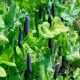 BIO Hrách Blauwschokker - Pisum sativum - bio osivo hrachu - 25 ks