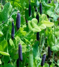 BIO Hrách Blauwschokker - Pisum sativum - bio osivo hrachu - 25 ks