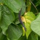BIO Fazole tyčková Blauhilde - Phaseolus vulgaris - bio osivo fazole - 25 ks
