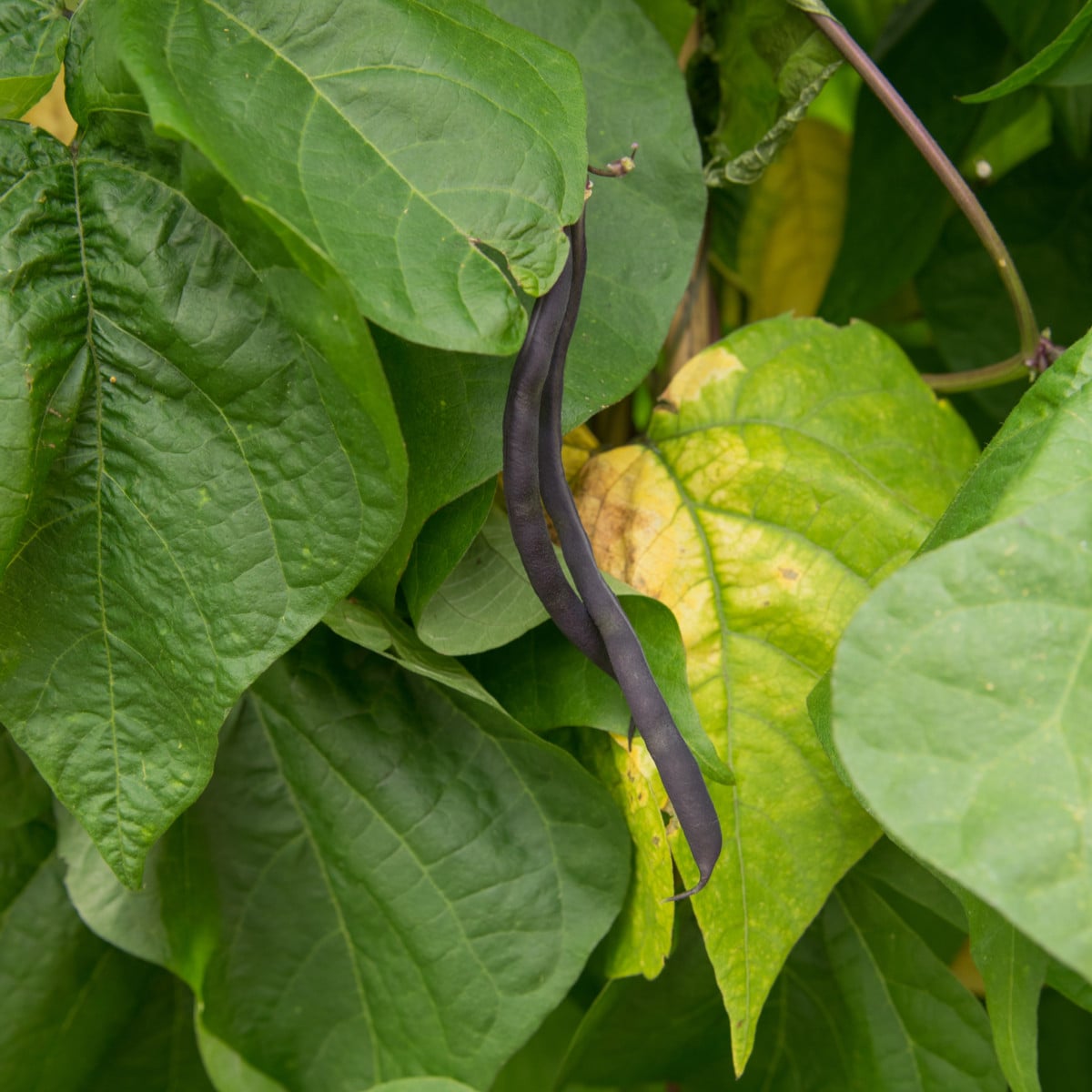 BIO Fazole tyčková Blauhilde - Phaseolus vulgaris - bio osivo fazole - 25 ks