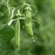 BIO Hrách dřeňový Gloriosa - Pisum sativum - bio osivo hrachu - 50 ks