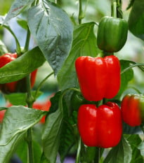 BIO Paprika Bellpepper červená - Capsicum annuum - bio osivo papriky - 6 ks