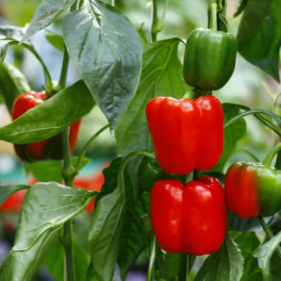 BIO Paprika Bellpepper červená - Capsicum annuum - bio osivo papriky - 6 ks