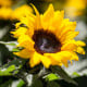 BIO Slunečnice Sunspot  - Helianthus annuus - bio osivo slunečnice - 8 ks