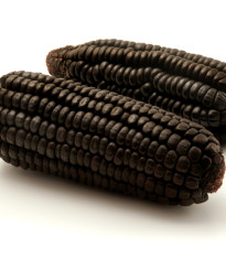 BIO Kukuřice cukrová Tortilla - Zea mays - bio osivo kukuřice - 20 ks