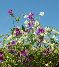 BIO Hrachor vonný směs barev - Lathyrus odoratus - bio osivo hrachoru - 15 ks