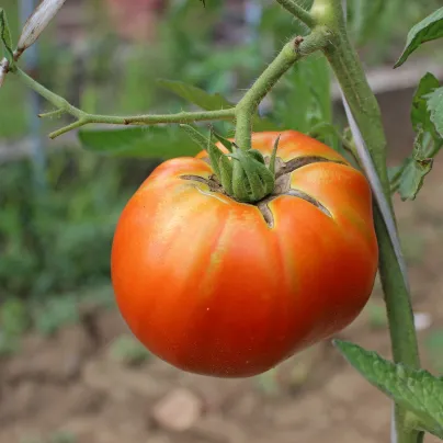 BIO Rajče Brandywine růžové - Solanum lycopersicum - bio osivo rajčat - 6 ks
