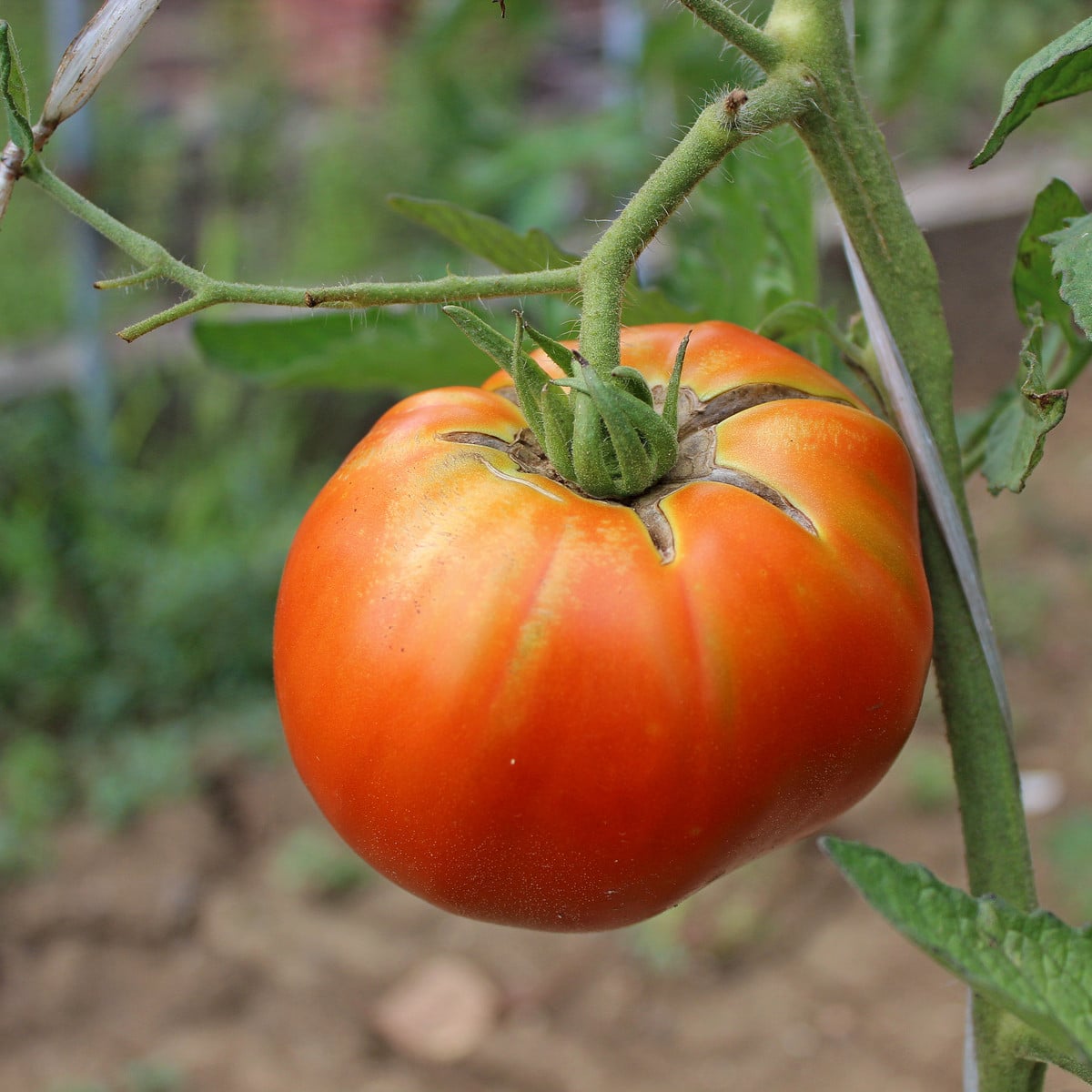 BIO Rajče Brandywine růžové - Solanum lycopersicum - bio osivo rajčat - 6 ks