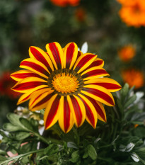 Gazánie Siesta Yellow Flame - Gazania rigens - osivo gazánie - 20 ks