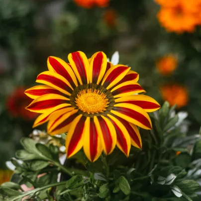 Gazánie Siesta Yellow Flame - Gazania rigens - osivo gazánie - 20 ks