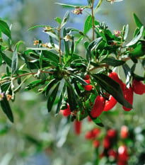 BIO Kustovnice čínská - Goji - Lycium chinense - bio osivo kustovnice - 5 ks
