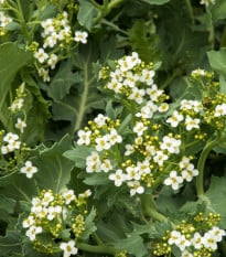 BIO Katráň přímořský - Crambe maritima - bio osivo katránu - 4 ks