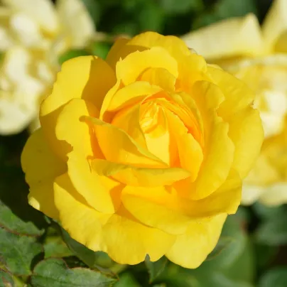 Růže záhonová žlutá - Rosa - prostokořenná sazenice růže - 1 ks