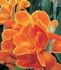 Dosna Carnaval - Canna - hlízy dosny - 1 ks