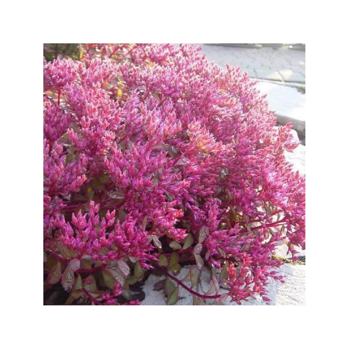 Rozchodník pochybný Voodoo - Sedum spurium - osivo rozchodníku - 50 ks