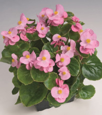 Begonie Super Olympia Rosa F1- Begonia semperflorens - osivo begónie - 12 ks