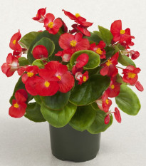 Begonie Super Olympia červená F1 - Begonia semperflorens - osivo begónie - 12 ks
