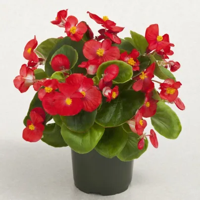 Begonie Super Olympia červená F1 - Begonia semperflorens - osivo begónie - 12 ks