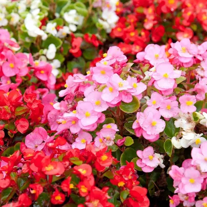 Begónie Coctail - Begonia semperflorens - osivo begónie - 12 ks