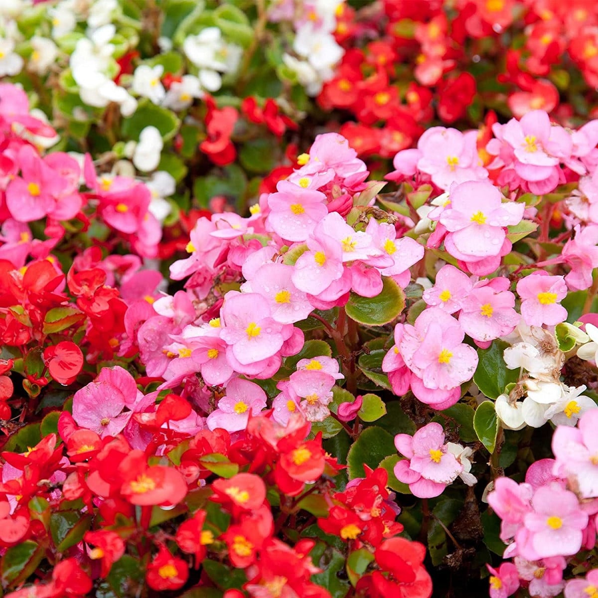 Begónie Coctail - Begonia semperflorens - osivo begónie - 12 ks