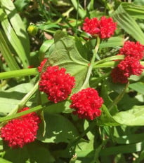 Merlík hlavatý - Chenopodium capitatum - osivo merlíku - 200 ks