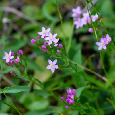 Zeměžluč okolíkatá - Centaurium erythraea - osivo zeměžluče - 0,01 g