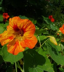 BIO Kapucínka Nasturtium - Tropaeolum majus odor. - bio osivo lichořeřišnice - 10 ks