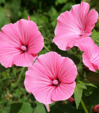 BIO Slézovec růžový - Lavatera trimestris - bio osivo slézovce - 40 ks