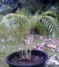 Palma - Dypsis prestoniana - osivo palmy - 3 ks