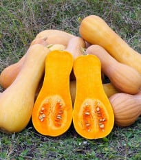 Tykev muškátová Butterscotch PMT F1 - Cucurbita moschata - osivo tykve - 5 ks