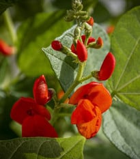 Hrachor Roma Scarlet - Lathyrus odoratus - osivo hrachoru - 15 ks