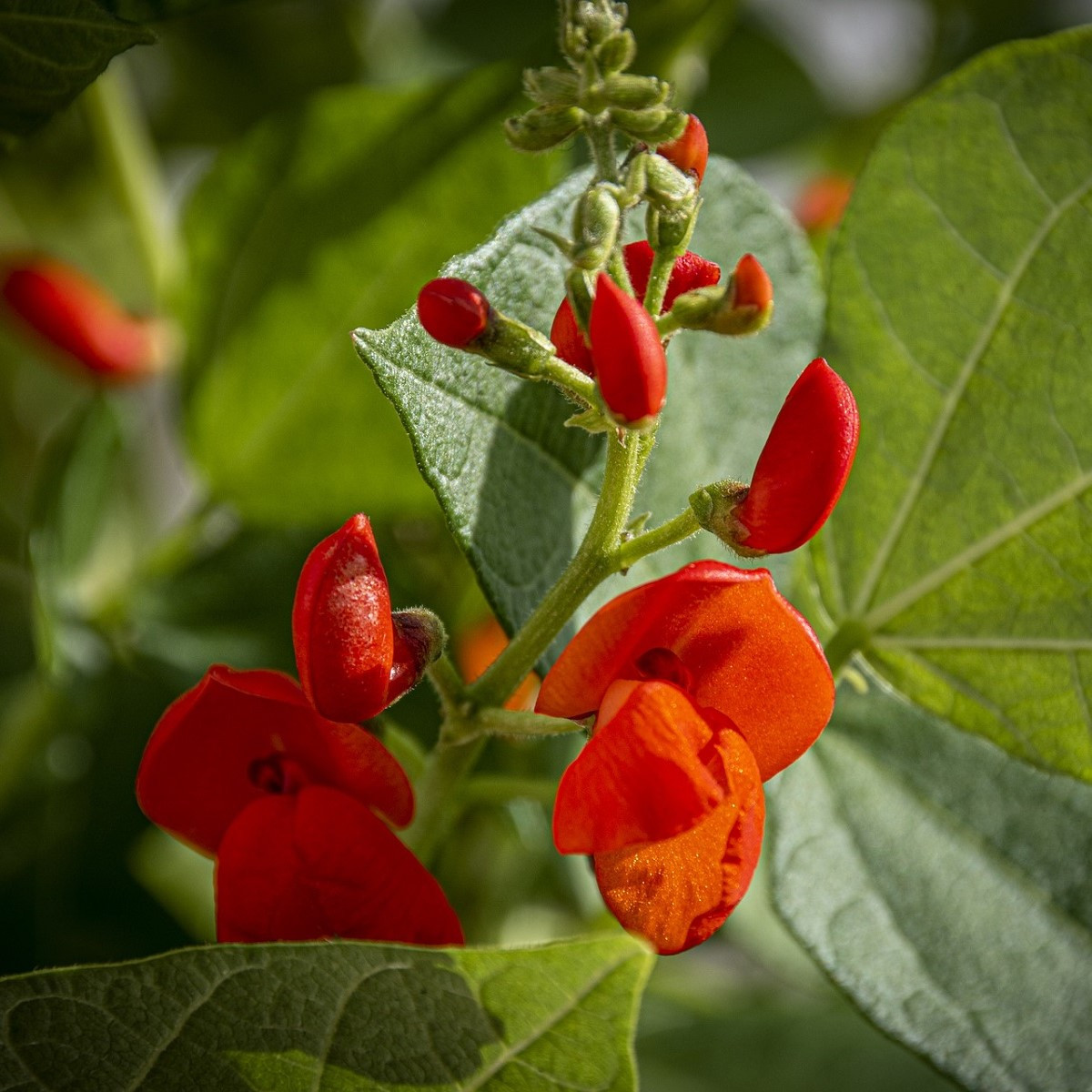 Hrachor Roma Scarlet - Lathyrus odoratus - osivo hrachoru - 15 ks