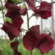 Hrachor Sunshine Burgundy - Lathyrus odoratus - osivo hrachoru - 12 ks