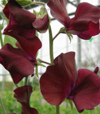 Hrachor Sunshine Burgundy - Lathyrus odoratus - osivo hrachoru - 12 ks