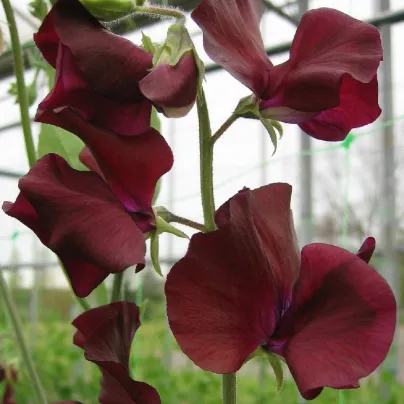 Hrachor Sunshine Burgundy - Lathyrus odoratus - osivo hrachoru - 12 ks
