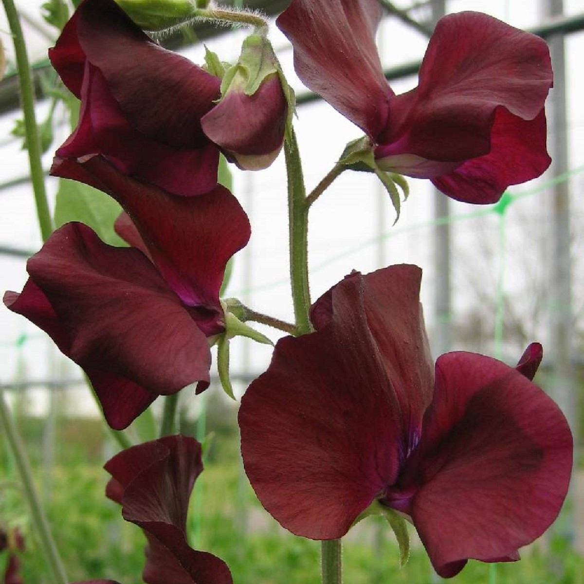 Hrachor Sunshine Burgundy - Lathyrus odoratus - osivo hrachoru - 12 ks