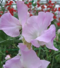Hrachor Winter Sunshine - Lathyrus odoratus - osivo hrachoru - 12 ks