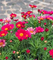 Kopretina Robinson růžová směs - Tanacetum coccineum - osivo kopretiny - 100 ks