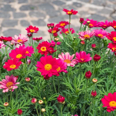 Kopretina Robinson růžová směs - Tanacetum coccineum - osivo kopretiny - 100 ks